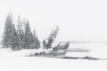Pine Trees on Lamar River in Snowstorm in the Lamar Valley of Yellowstone National Park
