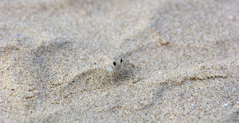 Animal that camouflages itself, small Siri camouflaged in the sand. It's almost impossible to fill it. Only his eyes appear. Very small animal.