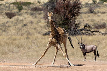 One giraffe drinking water with front legs spread wide and one oryx in the background in the Kgalagadi Transfrontier Park in South Africa