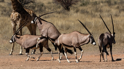Naklejka na ściany i meble Four oryx at a waterhole in the Kgalagadi Transfrontier Park in South Africa