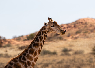 Head and neck of a giraffe in the Kgalagadi Transfrontier Park in South Africa, licking its lips