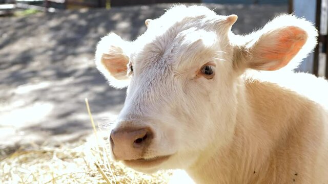 Portrait of an albino white cow chewing and looking at the camera