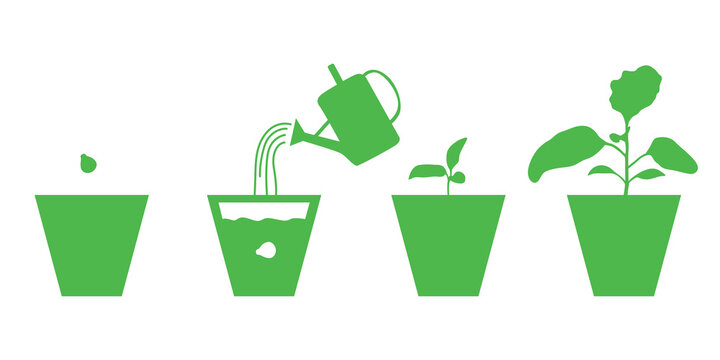 Growing eggplants seedlings in pots set