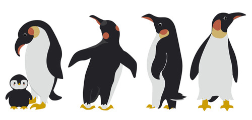 Penguins collection isolated on white background. Vector illustration for cards and other uses.