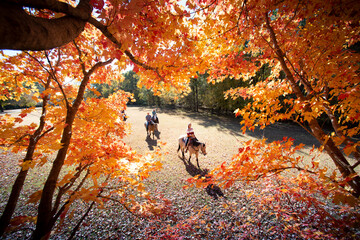 Horeseback Riding Village Creek 112019 CHC_1722