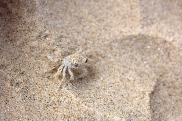 Animal that camouflages itself, small Siri camouflaged in the sand. It's almost impossible to fill this Crab. Only his eyes appear. Very small animal. Try to find