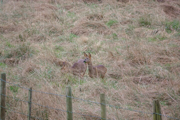 roe deer (Capreolus capreolus) feeding on Salisbury Plain chalklands Wiltshire UK