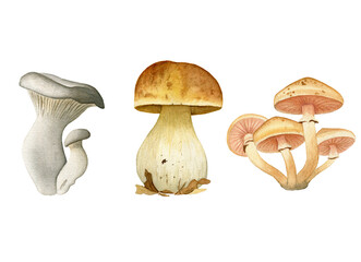 Set of fresh mushrooms watercolor hand paint illustration isolated on white background