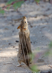 One striped mouse searching for food in the Kgalagadi Transfrontier Park in South Africa