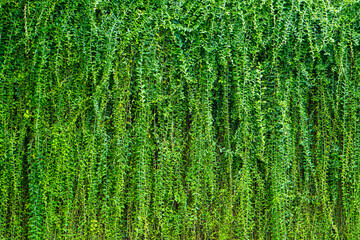 The walls of the house overgrown with green grass plants look beautiful, cool and natural. In front of the wall there is a big tree.