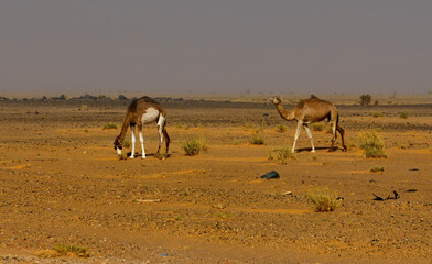 Fototapeta na wymiar West Africa. Mauritania. A one-humped camel grazes in the hot sands of the endless Sahara Desert.