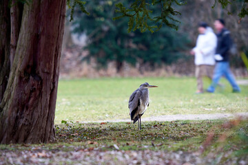 Grey heron in the park. Father and son motion blurred. People walking in nature in winter. Side view.