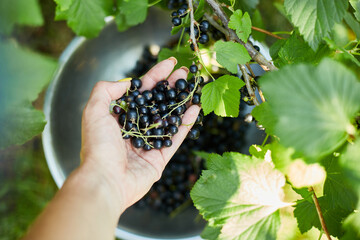 Hands of a woman harvesting berries, Freshly gathered organic black currants in bowl in home garden bush, harvest of berry..