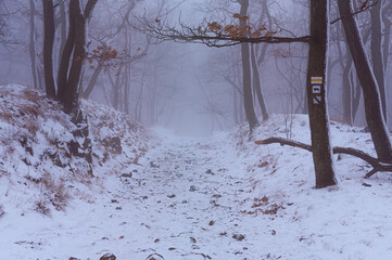 Mroczny las zalany zimową mgłą. Klimatyczny las z mgłami i drzewami. Mgły w lesie zimową porą. Zimowy las. Zimowy krajobraz z mgłą.