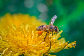 A bee in flight taking off from a yellow dandelion flower. The bee collects nectar
