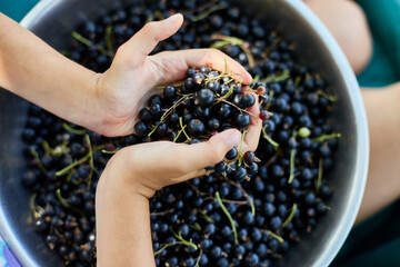 Top view Child hold in hand Freshly gathered organic black currants in bowl in home garden, harvest of berry outdoor.