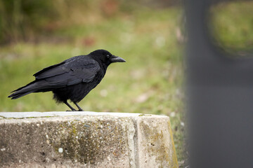 1 Dark raven (Corvus) sitting on a wall. Animal wildlife. Side view.