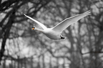1 White swan (Cygnus) flying with spread wings in front of dark trees. Black white with orange...
