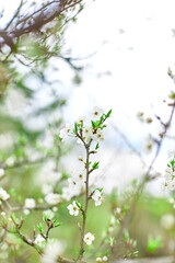 Branches of Blooming cherry tree flowers for easter and spring greeting cards with copy space, Beautiful floral spring background of nature, springtime concept