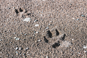 dog footprints in the sand, the dog left a footprint