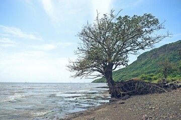 Fototapeta na wymiar beauty of isolated beach