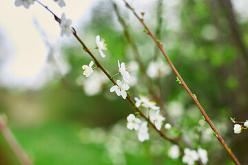 Branches of Blooming cherry tree flowers for easter and spring greeting cards with copy space, Beautiful floral spring background of nature, springtime concept