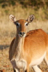 Female Red Lechwe, Okavango Delta, Botswana