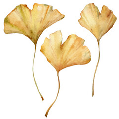 Naklejka premium Watercolor tropical set of dry ginkgo leaves. Hand painted exotic bouquet of plant isolated on white background. Floral illustration for design, print, fabric or background.
