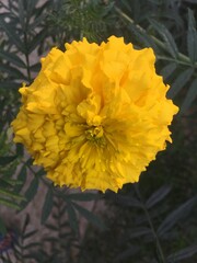 Marigold 