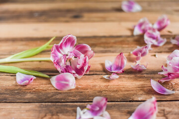 Obraz na płótnie Canvas Verblühte Tulpen auf Holz Untergrund, Frühling, Blumen, vergänglich