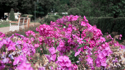 Fototapeta na wymiar beautiful flowers in the park