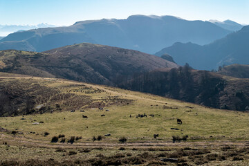 Montanha Artzamendi no País Basco com alguns cavalos ao fundo no pasto - obrazy, fototapety, plakaty
