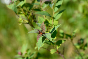 Spirea Anthony Waterer