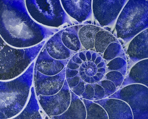 dark blue ammonite spiral closeup
