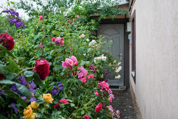 Fototapeta na wymiar Roses bushes near rural house. Vacation at countryside