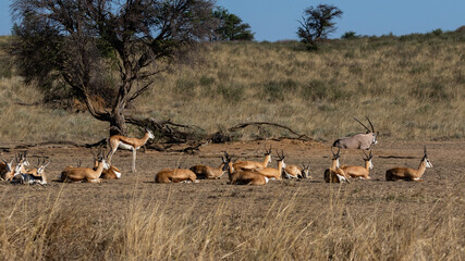 A number of springbok resting in a dry riverbed in the Kgalagadi Transfrontier Park in South Africa