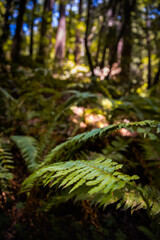 Closeup of a vibrant green fern in a redwood forest - Selective Focus. Muir Woods, California 