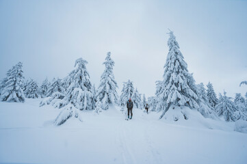 Mountaineer backcountry ski walking ski alpinist in the mountains. Ski touring in alpine landscape with snowy trees. Adventure winter sport.