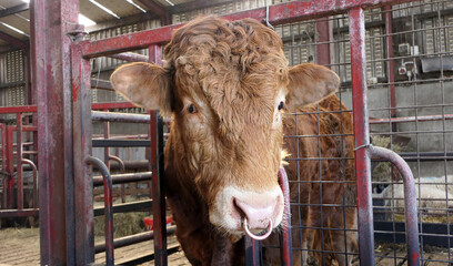 Red Limousine Bull with a ring in its nose