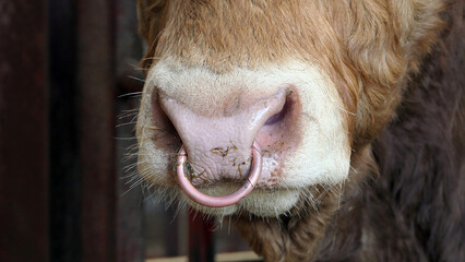 Red Limousine Bull with a ring in its nose