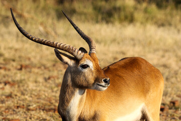 Red Lechwe Ram, Okavango Delta, Botswana
