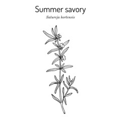 Summer Savory Satureja Hortensis , edible and medicinal plant