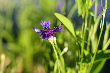 There is an insect on the knapweed