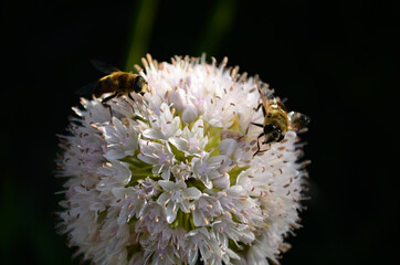 Two bees on a white flower