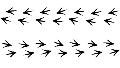 Chicken footprint path in forward and back direction