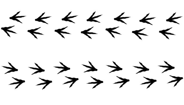 Chicken footprint path in forward and back direction