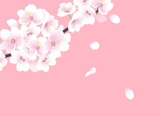 Obraz na płótnie Canvas 桜の花のイラスト。春のイラスト
