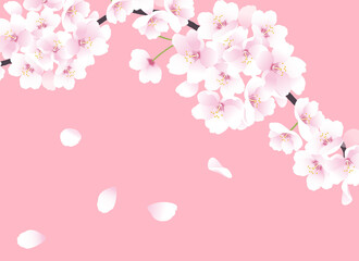 Obraz na płótnie Canvas 桜の花のイラスト。春のイラスト