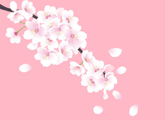 Fototapeta premium 桜の花のイラスト。春のイラスト