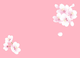 Fototapeta na wymiar 桜の花のイラスト。春のイラスト